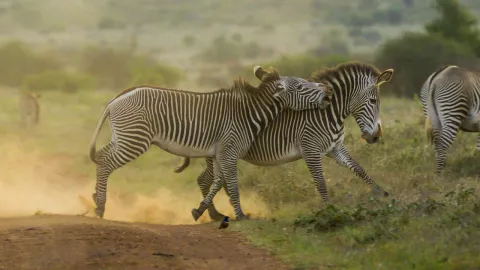 The Imperial Zebra