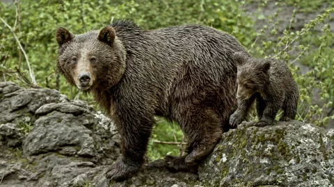 Wildlife Mountain