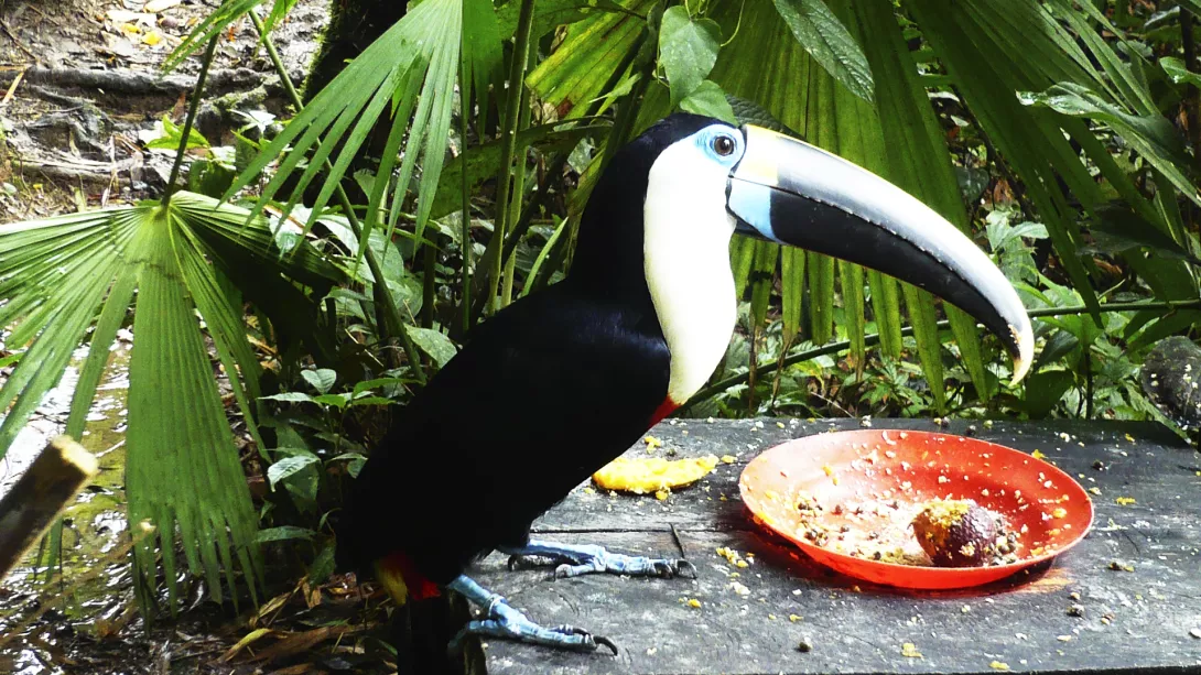 Descubrir AMAZONAS