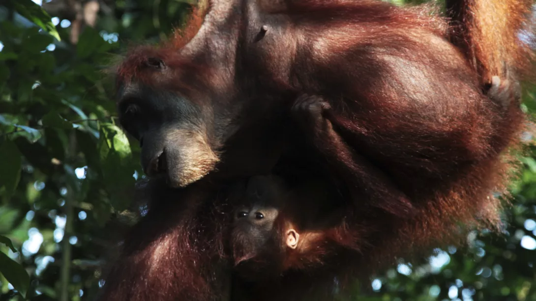 Descubrir SUMATRA