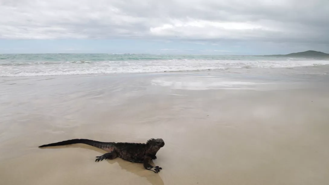 Descubrir GALAPAGOS