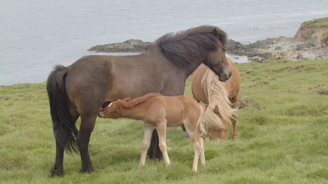 Horses Ep 2 Islandia