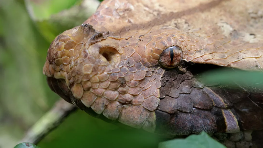 The large vipers 